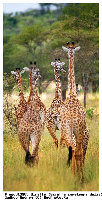 Giraffa cameleopardalis, ����������, �����, ������������ ����, �������������, �����, �����, XYZ, ���������, Giraffidae, Giraffa camelopardalis