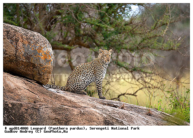 Panthera pardus, ������, �������, ������������ ���� ���������, �������������, �����, �����, XYZ, �������, Felidae
