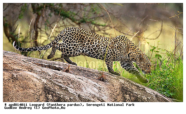 Panthera pardus, ������, �������, ������������ ���� ���������, �������������, �����, �����, XYZ, �������, Felidae