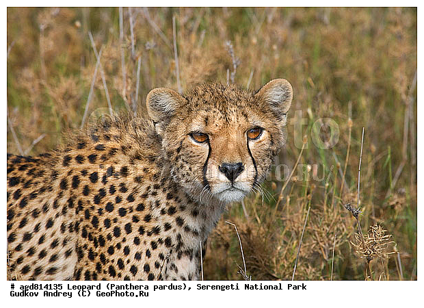 ������, ������������ ���� ���������, �������������, �����, �����, XYZ, �������, Felidae, ������, Acinonyx jubatus