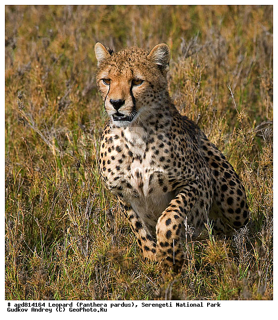 ������, ������������ ���� ���������, �������������, �����, �����, XYZ, �������, Felidae, ������, Acinonyx jubatus