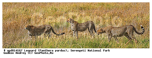 ������, ������������ ���� ���������, �������������, �����, �����, XYZ, �������, Felidae, ������, Acinonyx jubatus