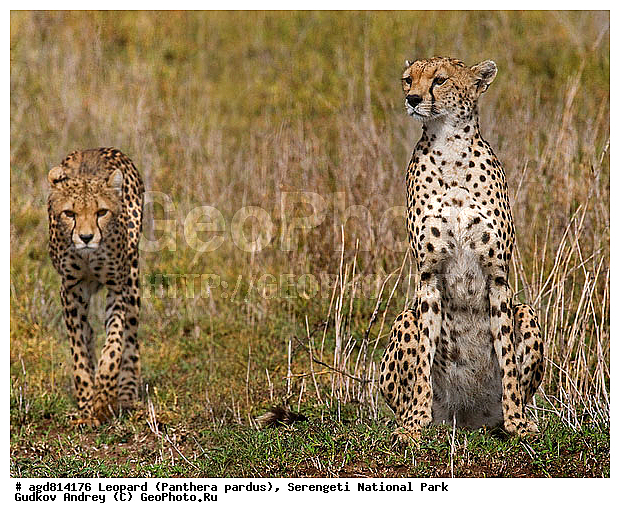 ������, ������������ ���� ���������, �������������, �����, �����, XYZ, �������, Felidae, ������, Acinonyx jubatus