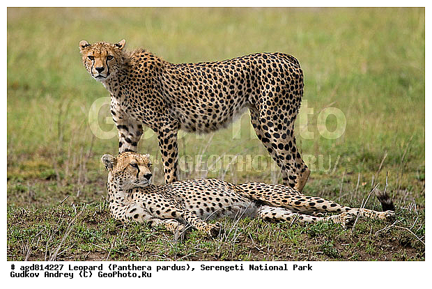 ������, ������������ ���� ���������, �������������, �����, �����, XYZ, �������, Felidae, ������, Acinonyx jubatus