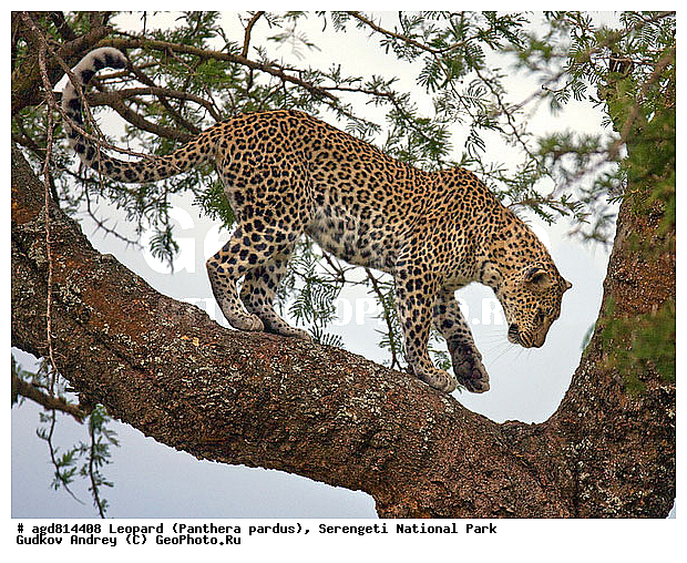 Panthera pardus, ������, �������, ������������ ���� ���������, �������������, �����, �����, XYZ, �������, Felidae