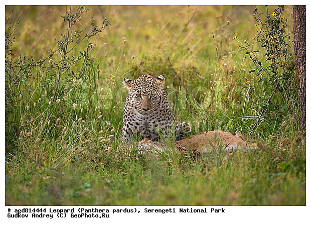 Panthera pardus, ������, �������, ������������ ���� ���������, �������������, �����, �����, XYZ, �������, Felidae