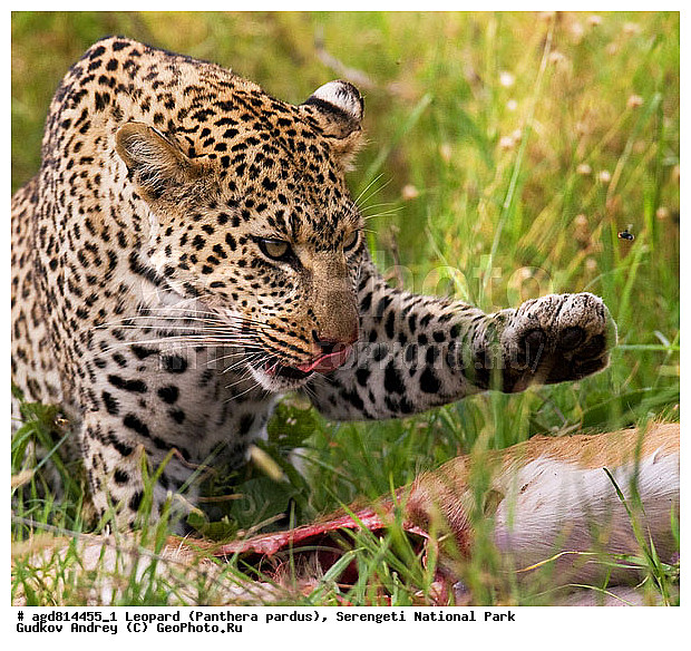 Panthera pardus, ������, �������, ������������ ���� ���������, �������������, �����, �����, XYZ, �������, Felidae
