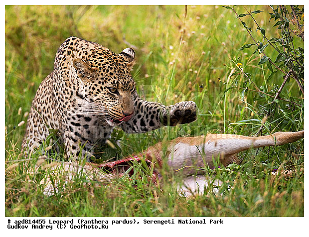 Panthera pardus, ������, �������, ������������ ���� ���������, �������������, �����, �����, XYZ, �������, Felidae