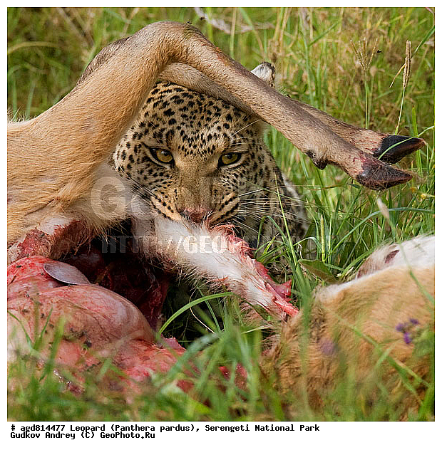 Panthera pardus, ������, �������, ������������ ���� ���������, �������������, �����, �����, XYZ, �������, Felidae