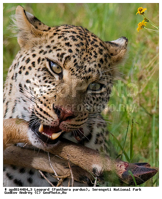 Panthera pardus, ������, �������, ������������ ���� ���������, �������������, �����, �����, XYZ, �������, Felidae