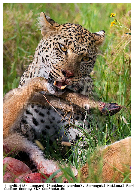 Panthera pardus, ������, �������, ������������ ���� ���������, �������������, �����, �����, XYZ, �������, Felidae