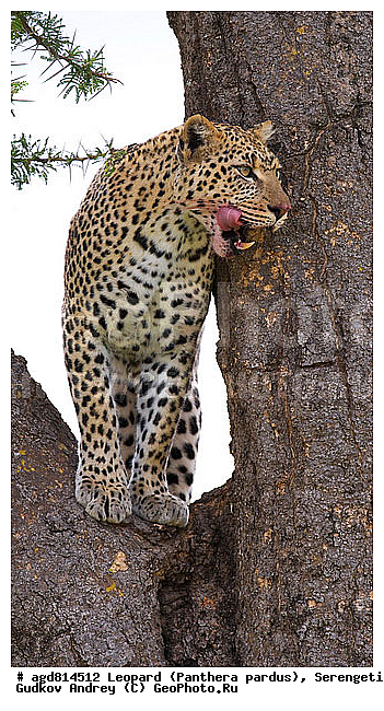 Panthera pardus, ������, �������, ������������ ���� ���������, �������������, �����, �����, XYZ, �������, Felidae