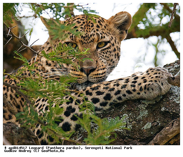 Panthera pardus, ������, �������, ������������ ���� ���������, �������������, �����, �����, XYZ, �������, Felidae