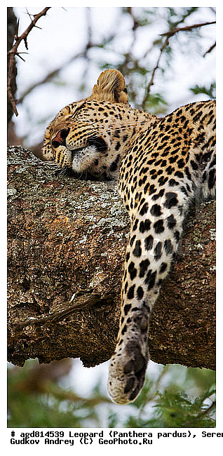 Panthera pardus, ������, �������, ������������ ���� ���������, �������������, �����, �����, XYZ, �������, Felidae