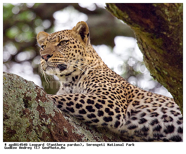 Panthera pardus, ������, �������, ������������ ���� ���������, �������������, �����, �����, XYZ, �������, Felidae