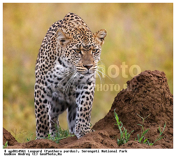 Panthera pardus, ������, �������, ������������ ���� ���������, �������������, �����, �����, XYZ, �������, Felidae