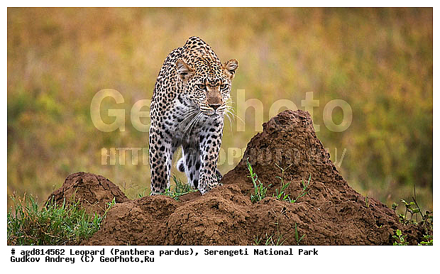 Panthera pardus, ������, �������, ������������ ���� ���������, �������������, �����, �����, XYZ, �������, Felidae