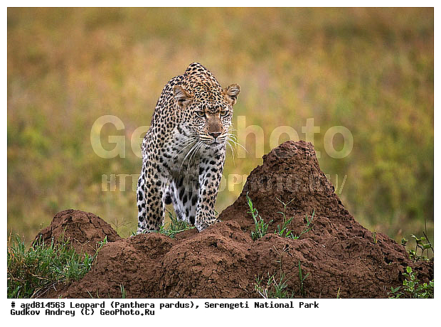 Panthera pardus, ������, �������, ������������ ���� ���������, �������������, �����, �����, XYZ, �������, Felidae