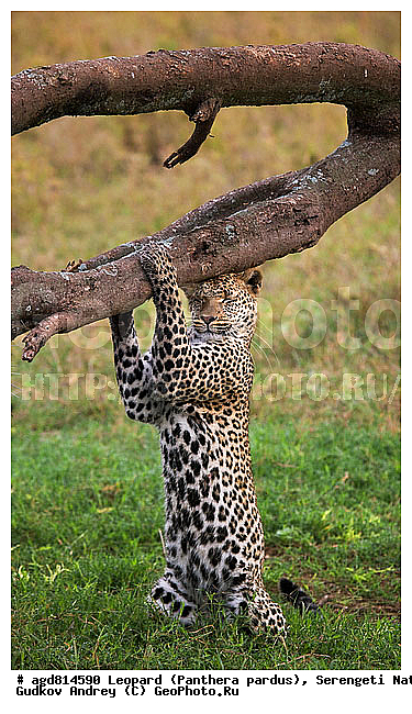 Panthera pardus, ������, �������, ������������ ���� ���������, �������������, �����, �����, XYZ, �������, Felidae