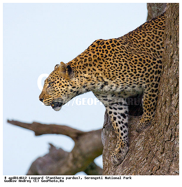 Panthera pardus, ������, �������, ������������ ���� ���������, �������������, �����, �����, XYZ, �������, Felidae