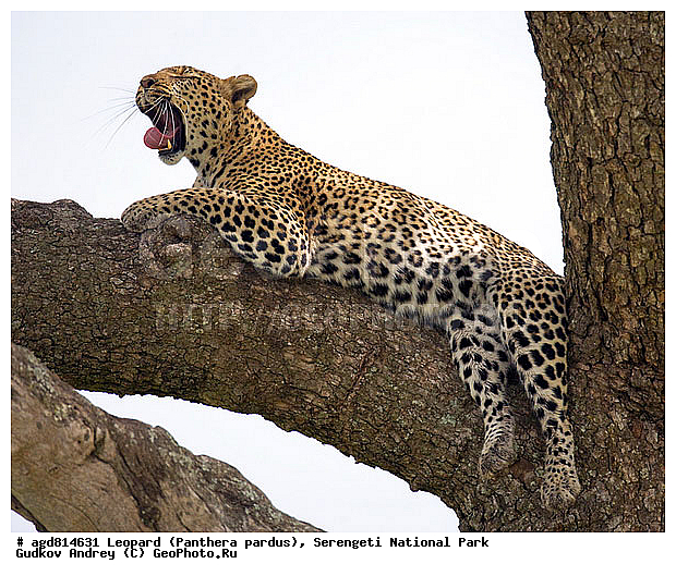 Panthera pardus, ������, �������, ������������ ���� ���������, �������������, �����, �����, XYZ, �������, Felidae