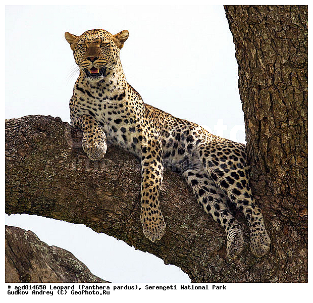 Panthera pardus, ������, �������, ������������ ���� ���������, �������������, �����, �����, XYZ, �������, Felidae