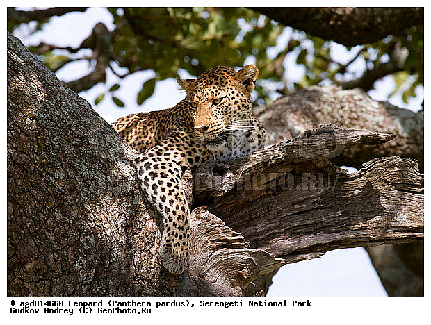 Panthera pardus, ������, �������, ������������ ���� ���������, �������������, �����, �����, XYZ, �������, Felidae