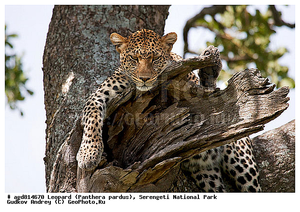 Panthera pardus, ������, �������, ������������ ���� ���������, �������������, �����, �����, XYZ, �������, Felidae