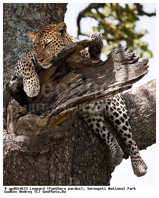 Panthera pardus, ������, �������, ������������ ���� ���������, �������������, �����, �����, XYZ, �������, Felidae