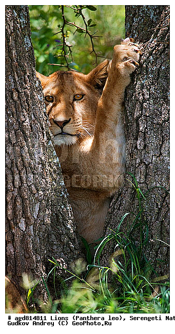 Panthera leo, ����, ���������, ���, ������������ ����, �������������, �����, �����, XYZ, �������, Felidae, ���, Panthera leo