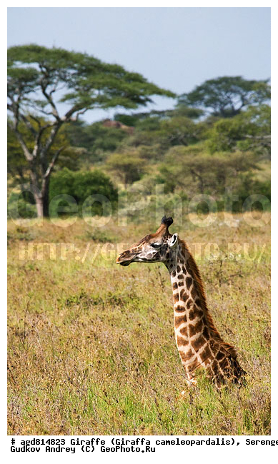 Giraffa cameleopardalis, ����������, �����, ������������ ����, �������������, �����, �����, XYZ, ���������, Giraffidae, Giraffa camelopardalis