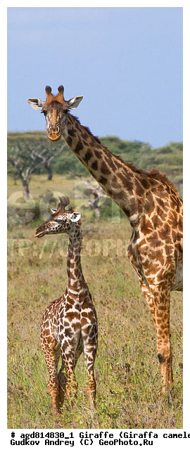 Giraffa cameleopardalis, ����������, �����, ������������ ����, �������������, �����, �����, XYZ, ���������, Giraffidae, Giraffa camelopardalis