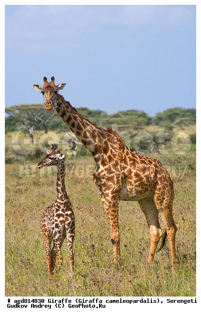 Giraffa cameleopardalis, ����������, �����, ������������ ����, �������������, �����, �����, XYZ, ���������, Giraffidae, Giraffa camelopardalis