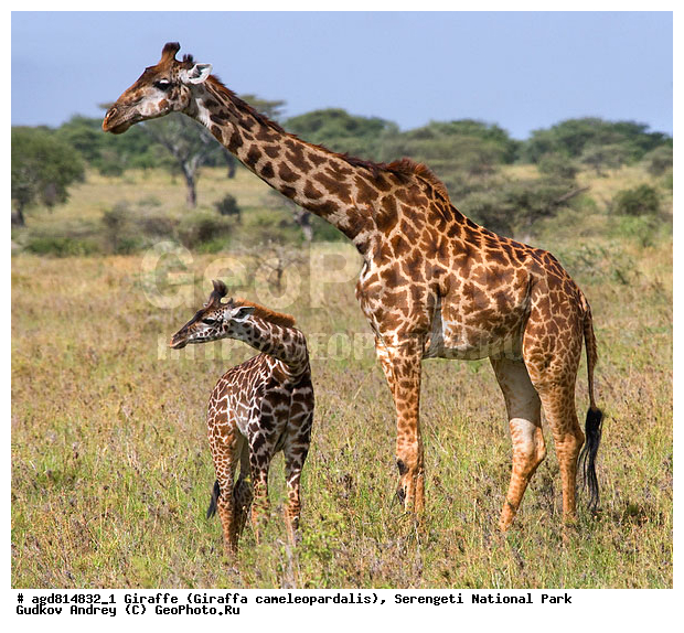 Giraffa cameleopardalis, ����������, �����, ������������ ����, �������������, �����, �����, XYZ, ���������, Giraffidae, Giraffa camelopardalis