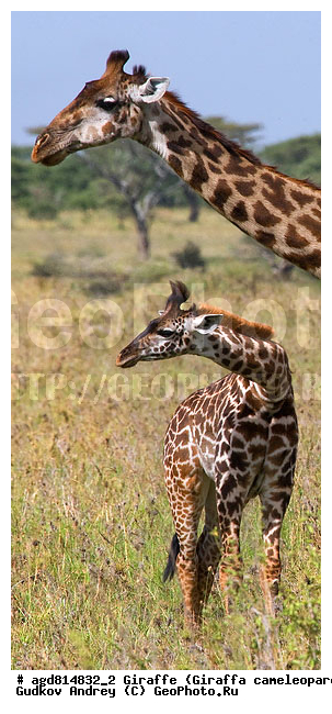 Giraffa cameleopardalis, ����������, �����, ������������ ����, �������������, �����, �����, XYZ, ���������, Giraffidae, Giraffa camelopardalis