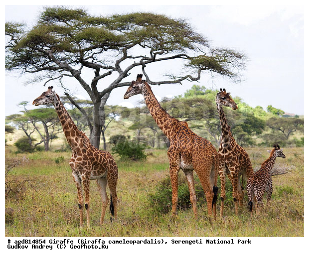 Giraffa cameleopardalis, ����������, �����, ������������ ����, �������������, �����, �����, XYZ, ���������, Giraffidae, Giraffa camelopardalis