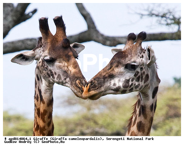 Giraffa cameleopardalis, ����������, �����, ������������ ����, �������������, �����, �����, XYZ, ���������, Giraffidae, Giraffa camelopardalis
