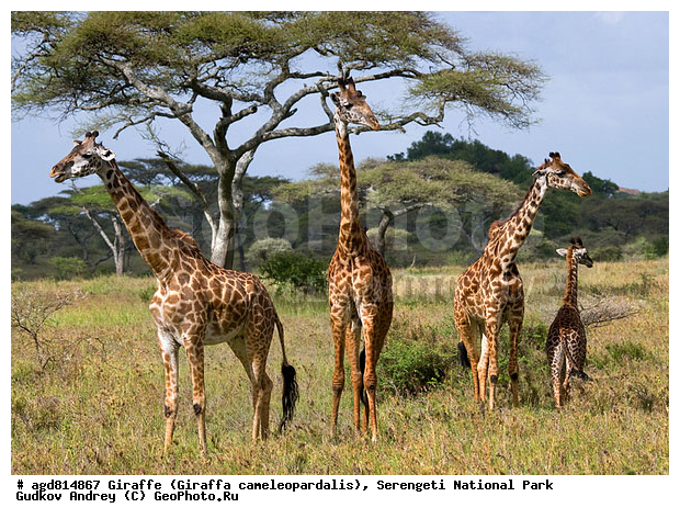 Giraffa cameleopardalis, ����������, �����, ������������ ����, �������������, �����, �����, XYZ, ���������, Giraffidae, Giraffa camelopardalis