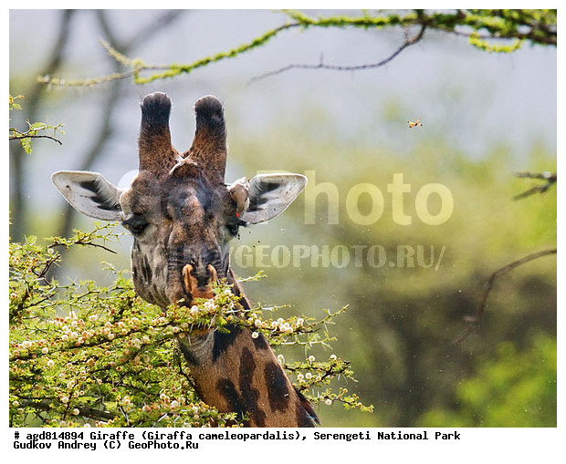 Giraffa cameleopardalis, ����������, �����, ������������ ����, �������������, �����, �����, XYZ, ���������, Giraffidae, Giraffa camelopardalis