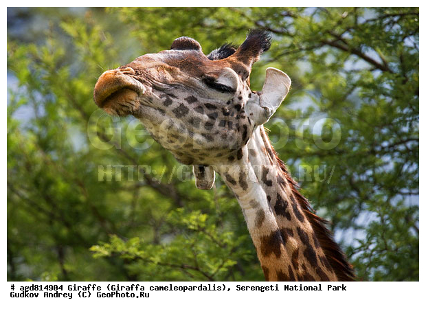 Giraffa cameleopardalis, ����������, �����, ������������ ����, �������������, �����, �����, XYZ, ���������, Giraffidae, Giraffa camelopardalis