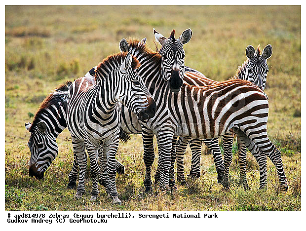 Equus burchelli, �����, ����������, �����, ������������ ����, �������������, �����, �����, XYZ, ���������, Equidae, ���������� �����, �������� �����, Equus quagga, Equus burchelli, Equus quagga burchellii, Asinus burchellii