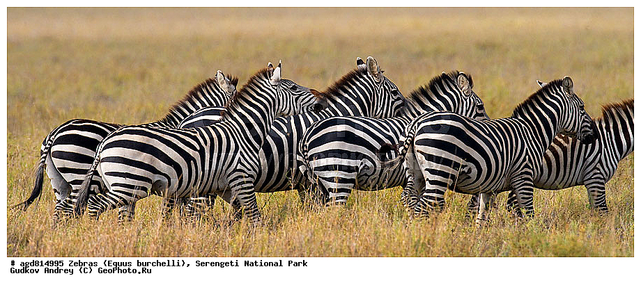 Equus burchelli, �����, ����������, �����, ������������ ����, �������������, �����, �����, XYZ, ���������, Equidae, ���������� �����, �������� �����, Equus quagga, Equus burchelli, Equus quagga burchellii, Asinus burchellii