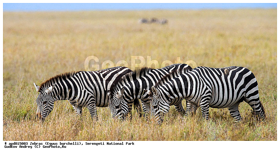 Equus burchelli, �����, ����������, �����, ������������ ����, �������������, �����, �����, XYZ, ���������, Equidae, ���������� �����, �������� �����, Equus quagga, Equus burchelli, Equus quagga burchellii, Asinus burchellii