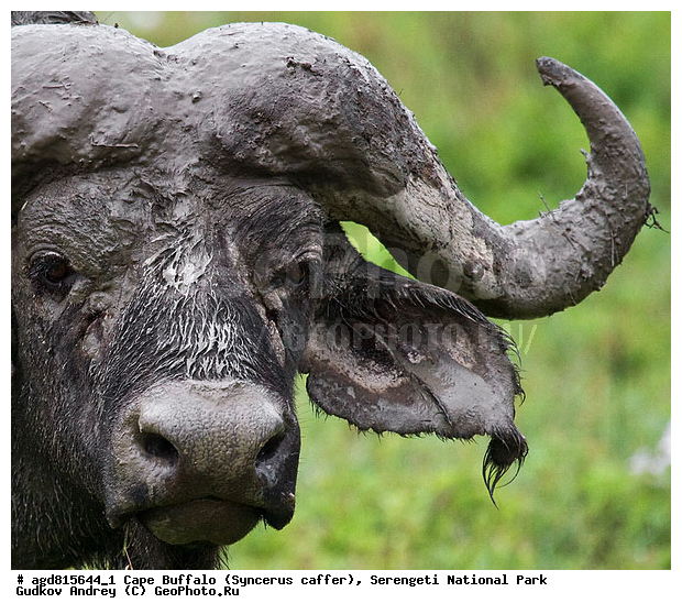 Cape Buffalo , Syncerus caffer, ����������� ������, ����������, ������, ������������ ����, �������������, �����, �����, XYZ, ���������, Bovidae, ����������� ������, ׸���� ������, Syncerus caffer
