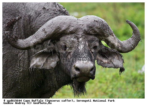 Cape Buffalo , Syncerus caffer, ����������� ������, ����������, ������, ������������ ����, �������������, �����, �����, XYZ, ���������, Bovidae, ����������� ������, ׸���� ������, Syncerus caffer