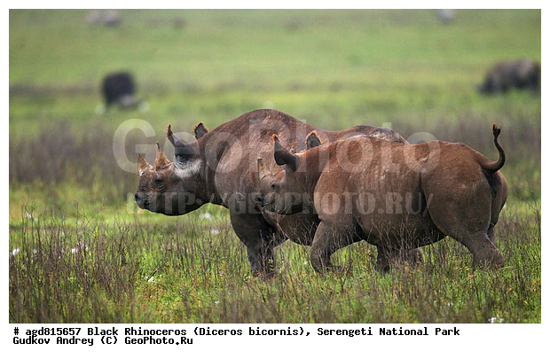 Diceros bicornis, ����������, �������, ������������ ����