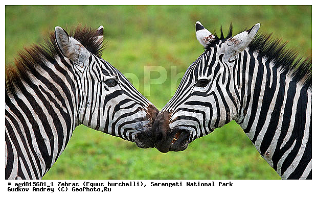 Equus burchelli, �����, ����������, �����, ������������ ����, �������������, �����, �����, XYZ, ���������, Equidae, ���������� �����, �������� �����, Equus quagga, Equus burchelli, Equus quagga burchellii, Asinus burchellii