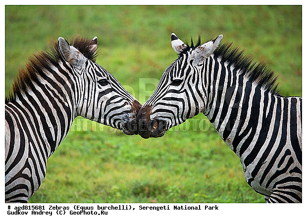 Equus burchelli, �����, ����������, �����, ������������ ����, �������������, �����, �����, XYZ, ���������, Equidae, ���������� �����, �������� �����, Equus quagga, Equus burchelli, Equus quagga burchellii, Asinus burchellii