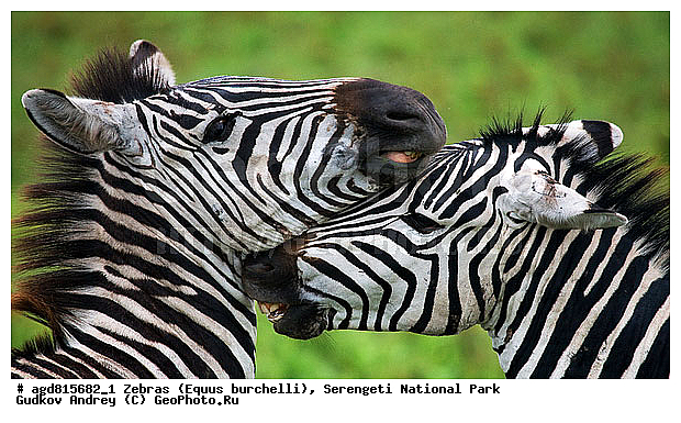 Equus burchelli, �����, ����������, �����, ������������ ����, �������������, �����, �����, XYZ, ���������, Equidae, ���������� �����, �������� �����, Equus quagga, Equus burchelli, Equus quagga burchellii, Asinus burchellii