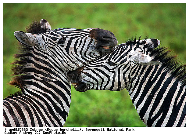 Equus burchelli, �����, ����������, �����, ������������ ����, �������������, �����, �����, XYZ, ���������, Equidae, ���������� �����, �������� �����, Equus quagga, Equus burchelli, Equus quagga burchellii, Asinus burchellii